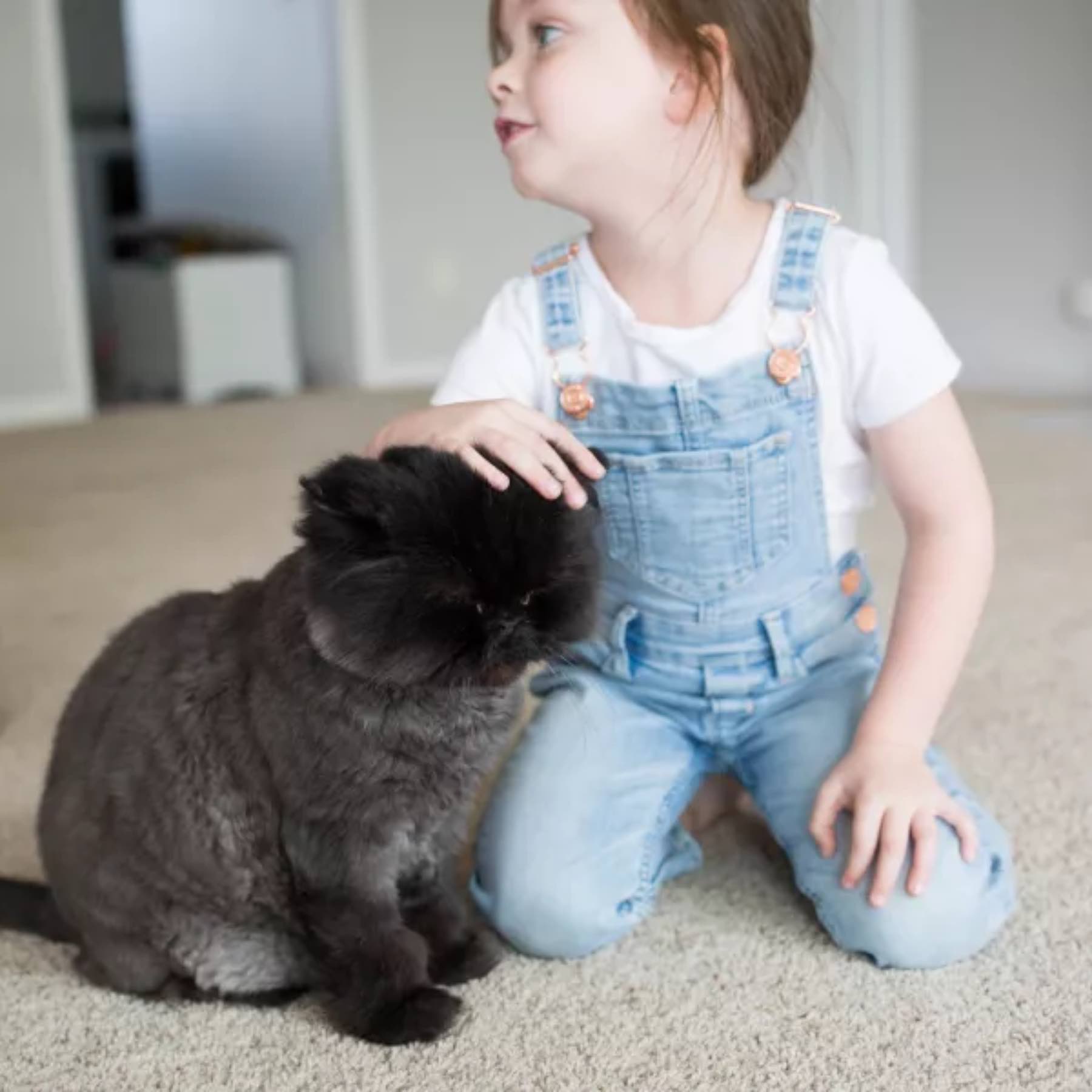 Little girl enjoying the companionship of a gray cat on Zerorez Calgary cleaned carpet.