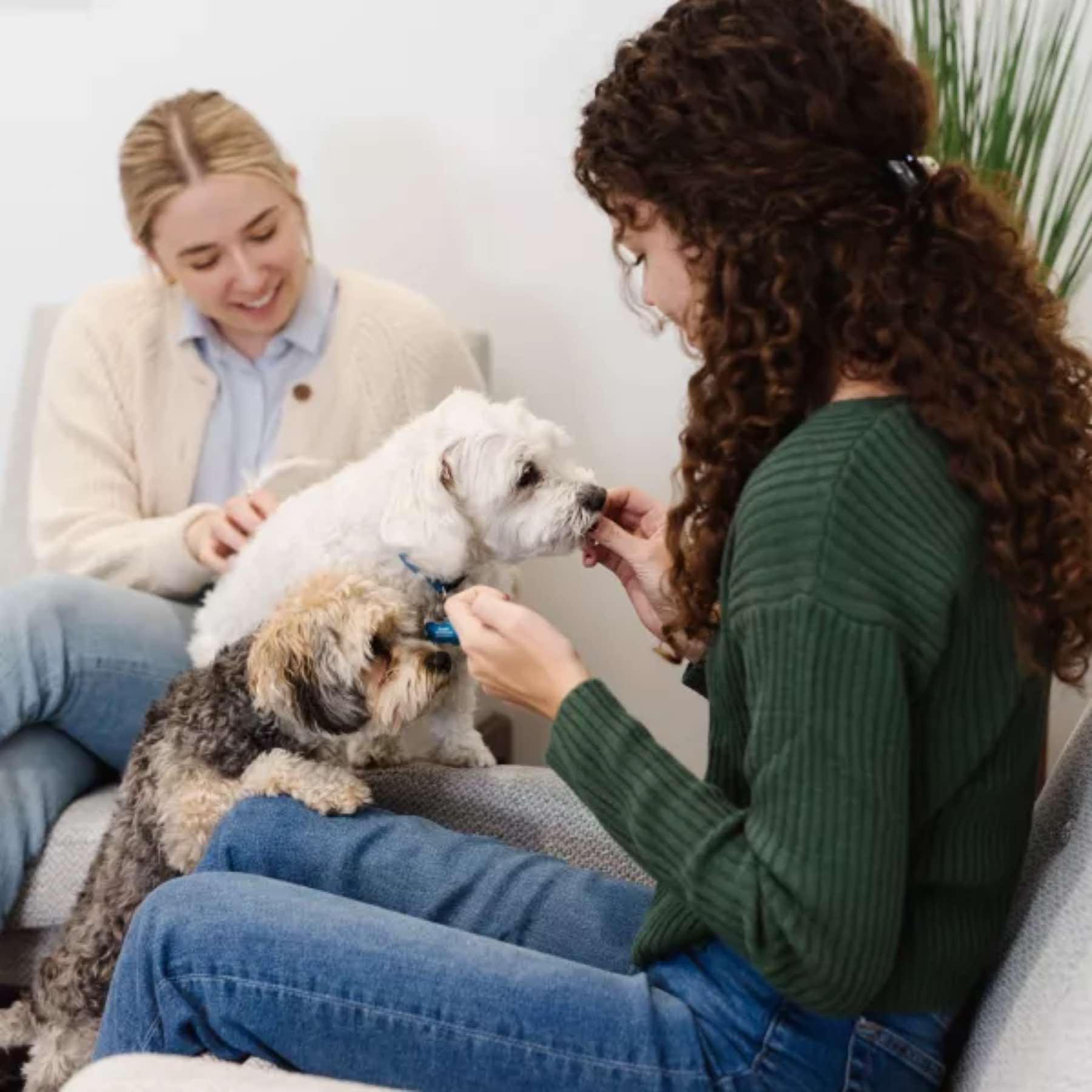 Women playing with puppies are enjoying the health benefits of pets - learn more with Zerorez Calgary.